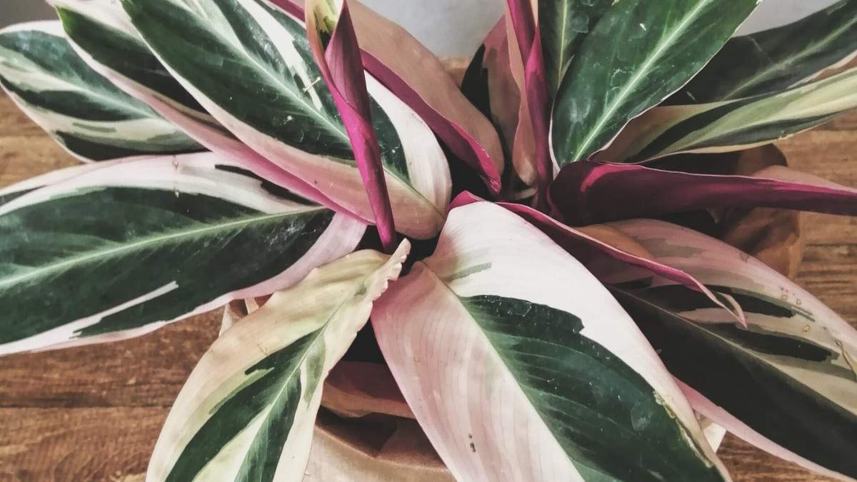 Maranta tricolor. Fuente: (Instagram)