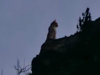 Advierten por la presencia de dos pumas en Centenario