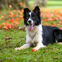 Curiosidades del Border Collie que explican por qué es el crack de los campos argentinos