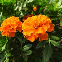 Plantas: la flor que pocos saben que se puede comer y cuyo sabor se asemeja a la pimienta