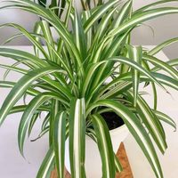 La planta que no quiere a sus hijos y que tiene un polémico nombre, pero es hermosa y muy ornamental