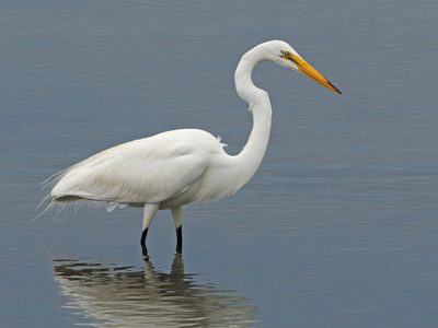 Curiosidades sobre la garza: el ave majestuosa que esconde un diseño particular en sus alas