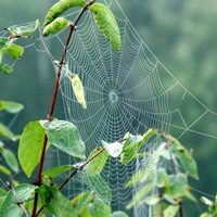Conocé las plantas de interior que son el repelente natural para alejar a las arañas de tu casa