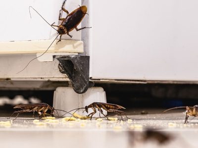 Con 2 ingredientes: hacé el repelente viral y definitivo contra cucarachas, hormigas y polillas para tu hogar y tus plantas