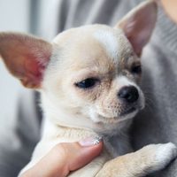 Curiosidades del Chihuahua: el perro más pequeño del mundo que se destaca por su protección y valentía