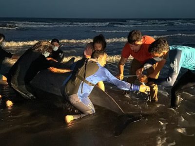 Zifio: apareció el cetáceos más raro del mundo en una playa argentina