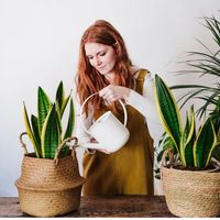 La teoría de las plantas sensibles: por qué algunas “sienten” estrés y cómo evitarlo en tu casa