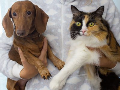 Pensión y visitas para mascotas: La nueva realidad de los divorcios en CDMX
