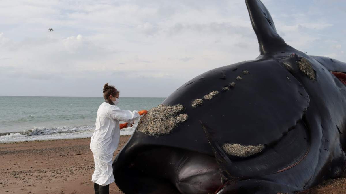 Cada año mueren más ballenas en la Península de Valdés. Fuente: (X)