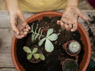 La forma tan fácil de reproducir esta suculenta, que es muy común y tiene exóticas hojas