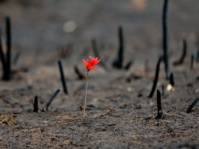 Incendios en Chile: responsabilidades empresariales e institucionales