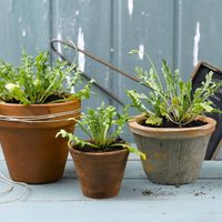 Las plantas fáciles de cuidar que podés tener en tu balcón o ventana antes de que llegue la primavera