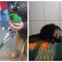 Rescatan a dos animales exóticos en menos de una semana en la CDMX