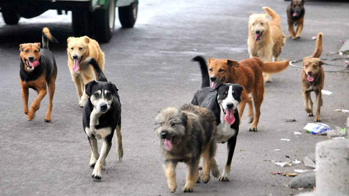 Los perros callejeros son una parte principal del problema