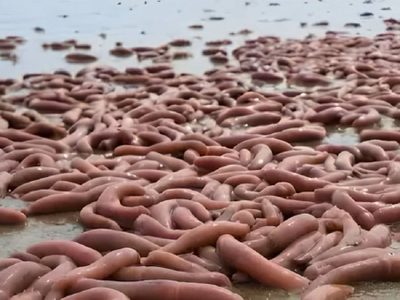 Chubut sorprendido por la aparición de un inusual gusano marino tras la ciclogénesis