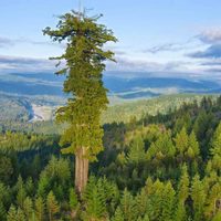 Quienes visiten el árbol más alto de Estados Unidos serán multados y pueden terminar presos