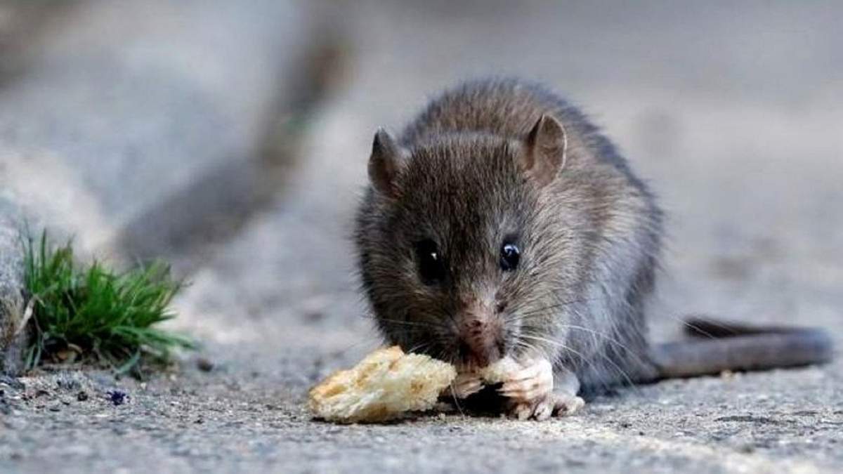 Hantavirus. Fuente: (Instagram)