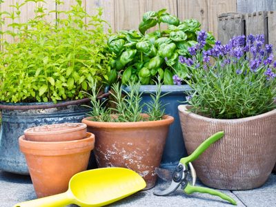 No va a quedar ni una: las plantas favoritas de las abuelas para ahuyentar las moscas definitivamente de casa