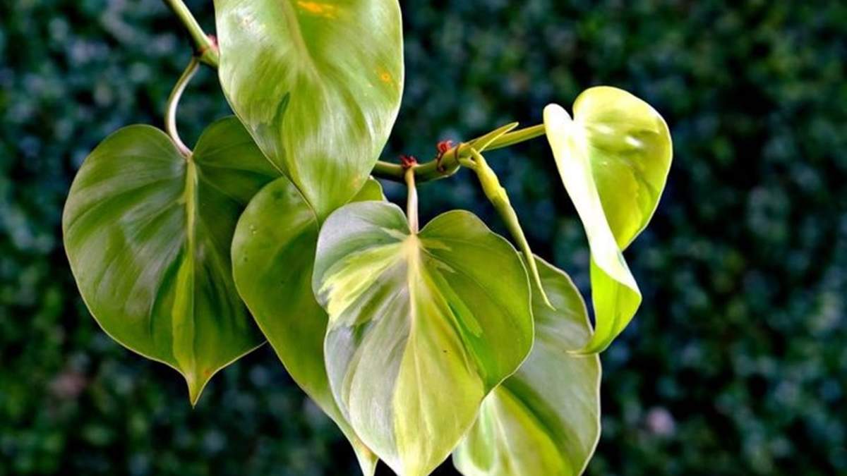 Planta. Fuente: (X)