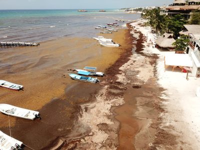 Llueven a AMLO reclamos por sargazo en QR; el minimiza problemática: "No considero que sea gravísimo"