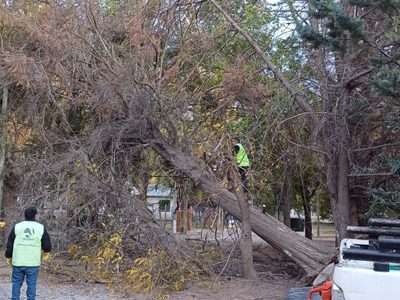 El intenso viento en Neuquén rajó una carpa de circo,  volteó grandes ramas y árboles de gran porte