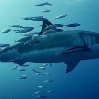 Muere un surfista por el ataque de un tiburón blanco