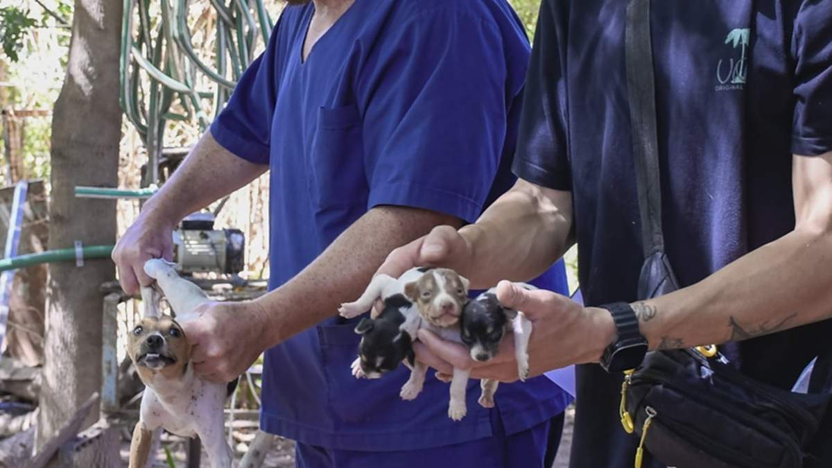 Desbarataron un criadero clandestino y rescataron 80 perros