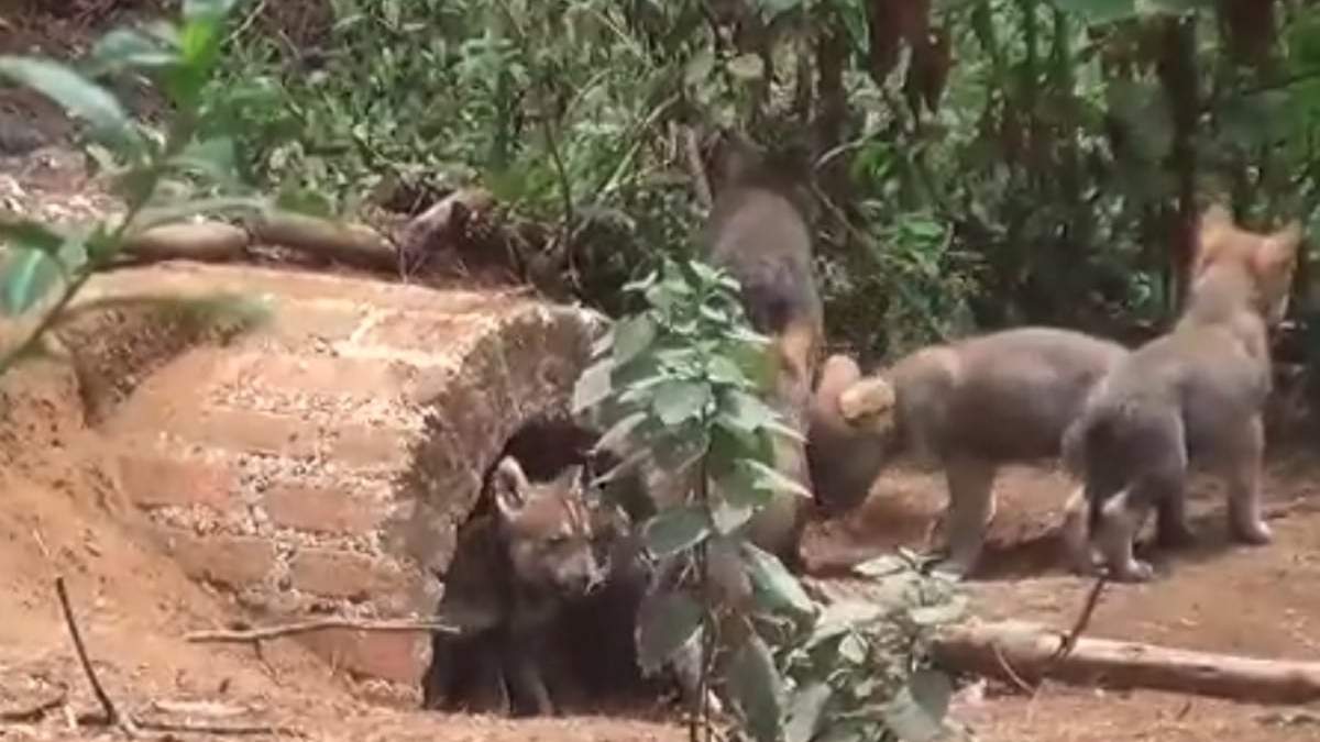 Los cachorros de Lobo Gris Mexicano que nacieron en abril