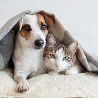 Qué significa que tu gato o perro tenga un lugar preferido para dormir, según el Feng Shui