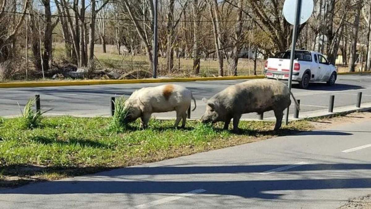 Cerdos en el Paseo de la Costa. Fuente: (Twitter)