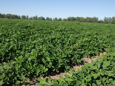 Planta: la legumbre que crece debajo de la tierra y esconde poderosos beneficios para tu salud