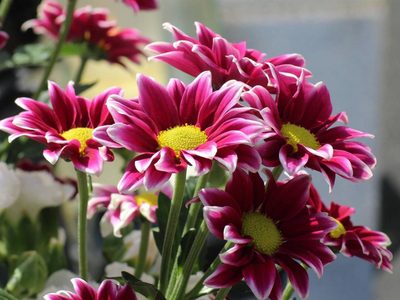 5 plantas con flores que sirven para subir el ánimo y relajarte en tu hogar