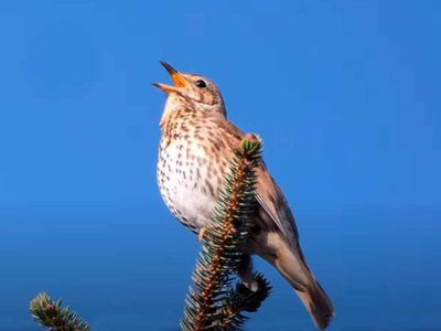 No lo vas a creer: qué significa que un zorzal aparezca y cante en tu casa o jardín
