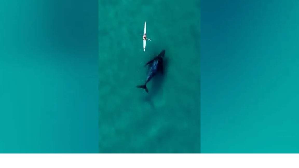 Ballena acompaña a kayakista
