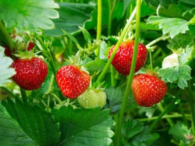 2 secretos súper útiles para sembrar tu planta de Frutilla y que crezca sana y dé muchos frutos