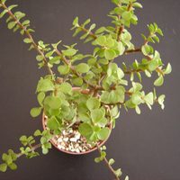 La suculenta colgante, fácil de cuidar, que regala flores hermosas y seguro no lo sabías