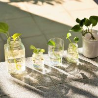 Atención principiantes: las plantas de pocos cuidados que crecen rápido en agua y son tendencia en decoración