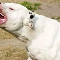 Dos hermanas de Cutral Co están graves luego de ser atacadas por un perro dogo