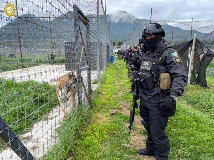 felinos-refugio-4