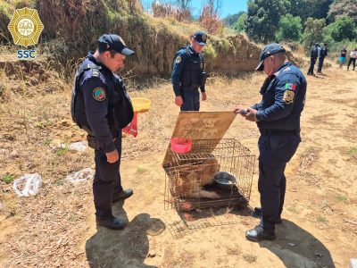 Activistas y autoridades de CDMX discrepan por hallazgo de decenas de perros muertos en Topilejo