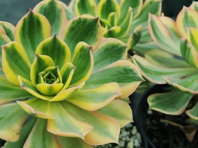La colorida suculenta de interior que se destaca por su belleza y versatilidad: por qué los jardineros la aman