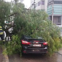 Tormenta derriba seis árboles y provoca inundaciones en la CDMX