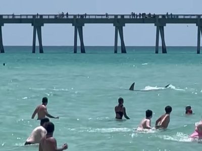 Tiburón aterroriza a vacacionistas en una playa de Florida (Video)