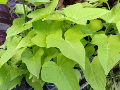 Linda y glam: la verdura que podés usar como planta decorativa de interior