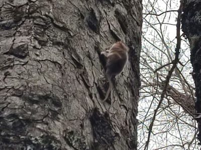 Brigadistas encontraron a un monito de monte en el Parque Nacional Lanín