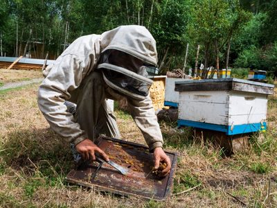 Aluminé celebrará el Encuentro Patagónico de Apicultores