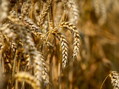 Dólar agro: noviembre cierra con US$760 millones