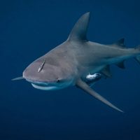 Cerraron varias playas en Australia por miedo a los tiburones