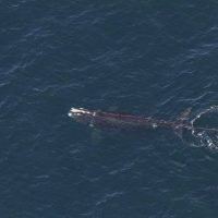 Avistan ballena enredada en cuerda en aguas frente a Nueva Inglaterra
