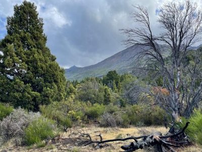 Proponen reforestar especies nativas para reducir la propagación de incendios de bosques